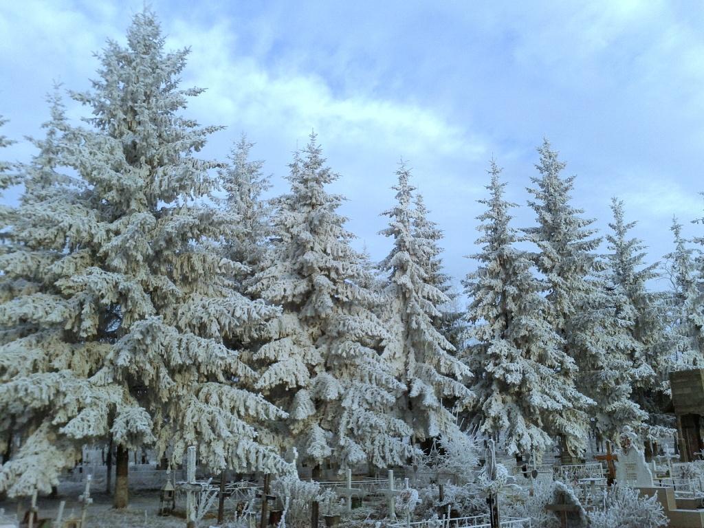Cimitirul Poieniţa | 21 decembrie 2013