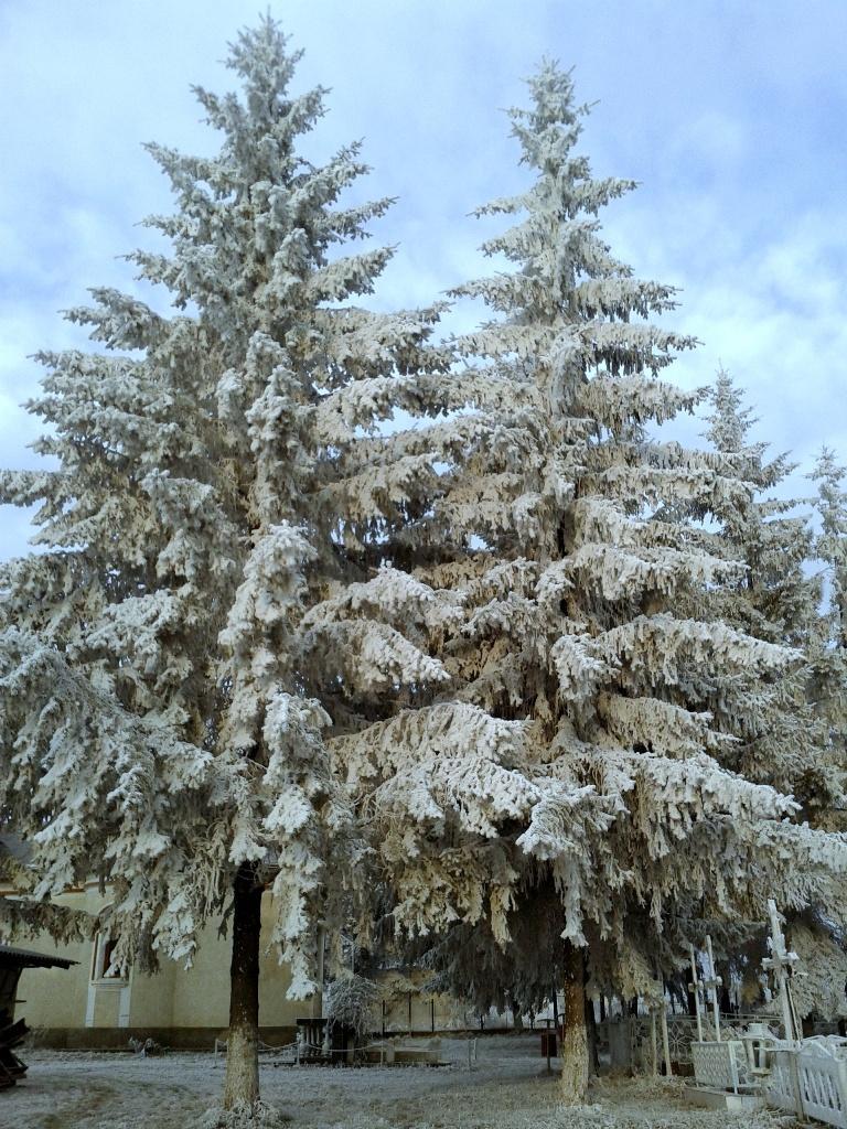 Cimitirul Poieniţa | 21 decembrie 2013